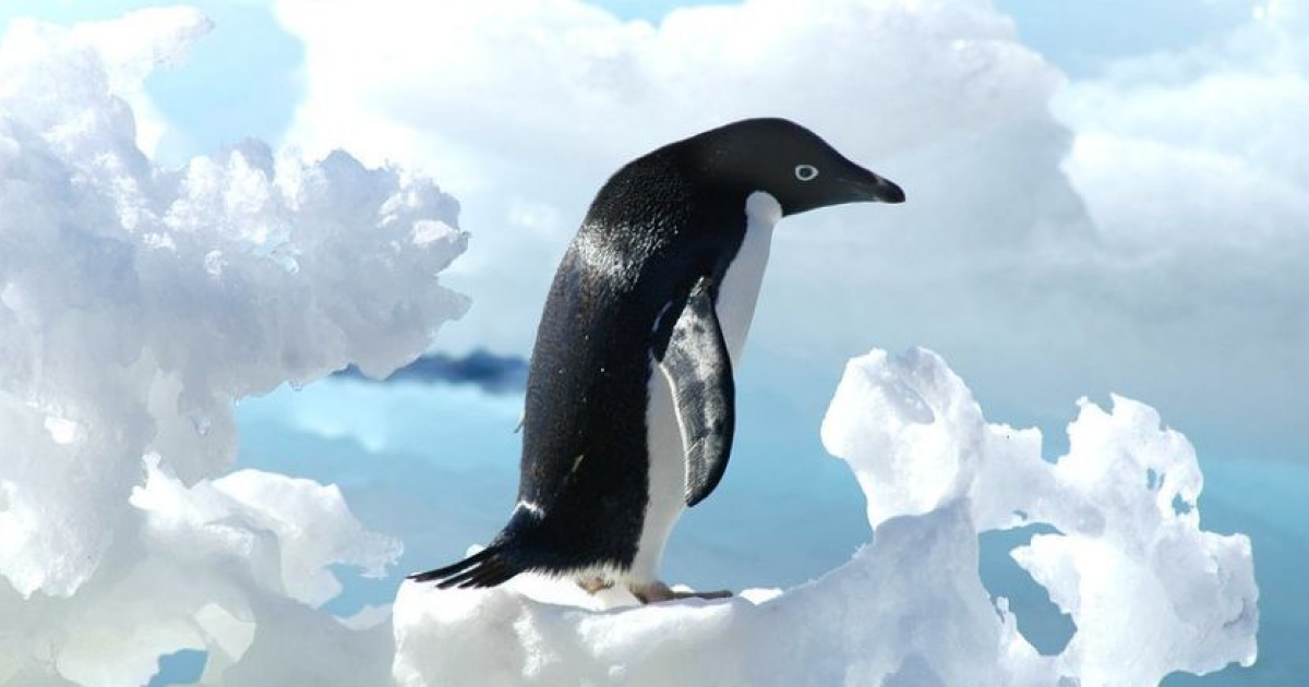 Пингвины Адели бессимптомно перенесли высокопатогенный птичий грипп